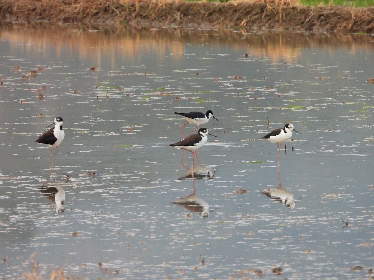 Maskeli Uzunbacak - ML647181514