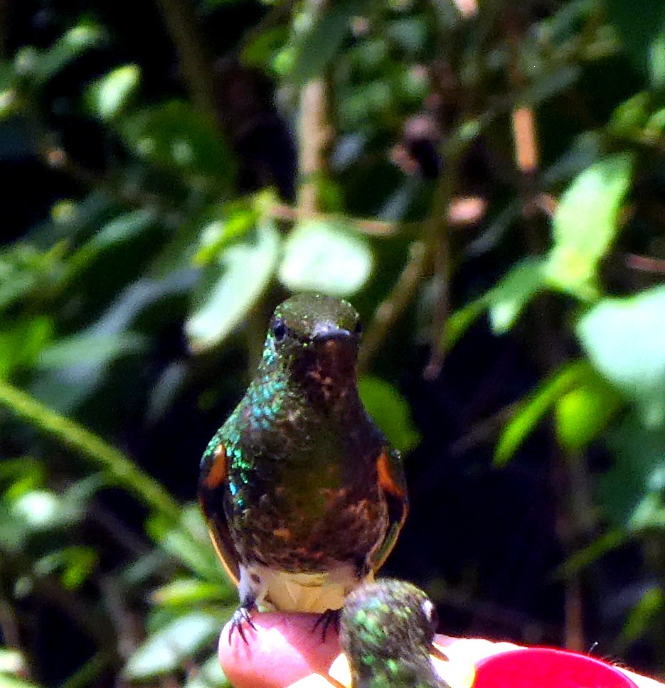 Sarıca Kuyruklu Koronet - ML647181515