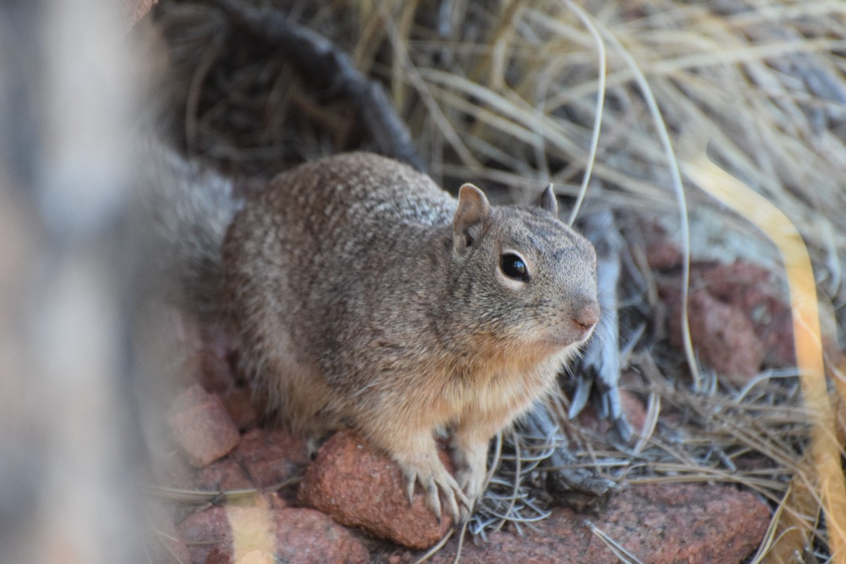 Animals - ML647181527