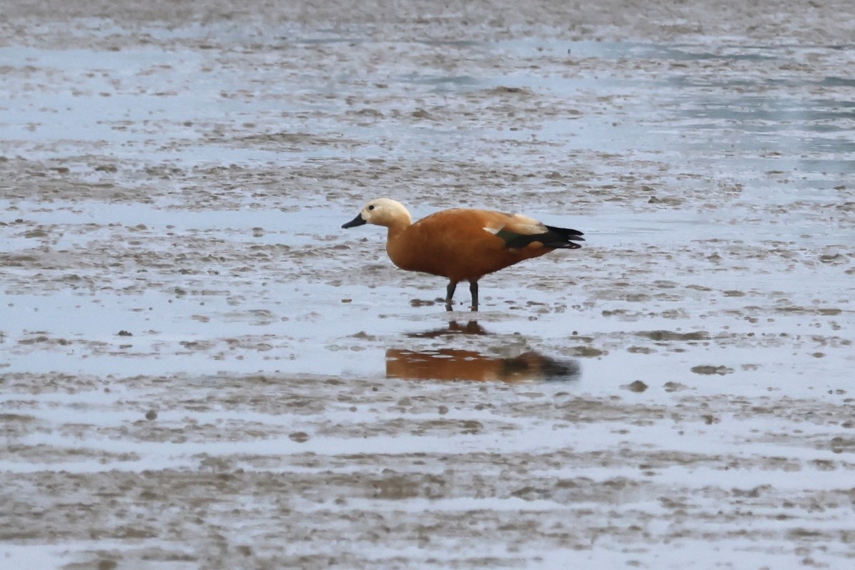 瀆鳧 - ML647181530