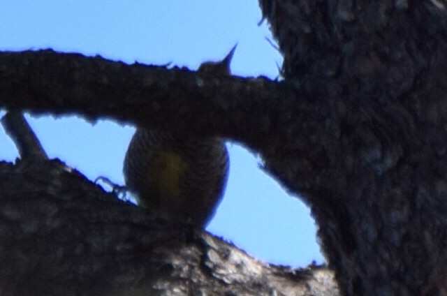 Дятел-смоктун сосновий - ML647181537