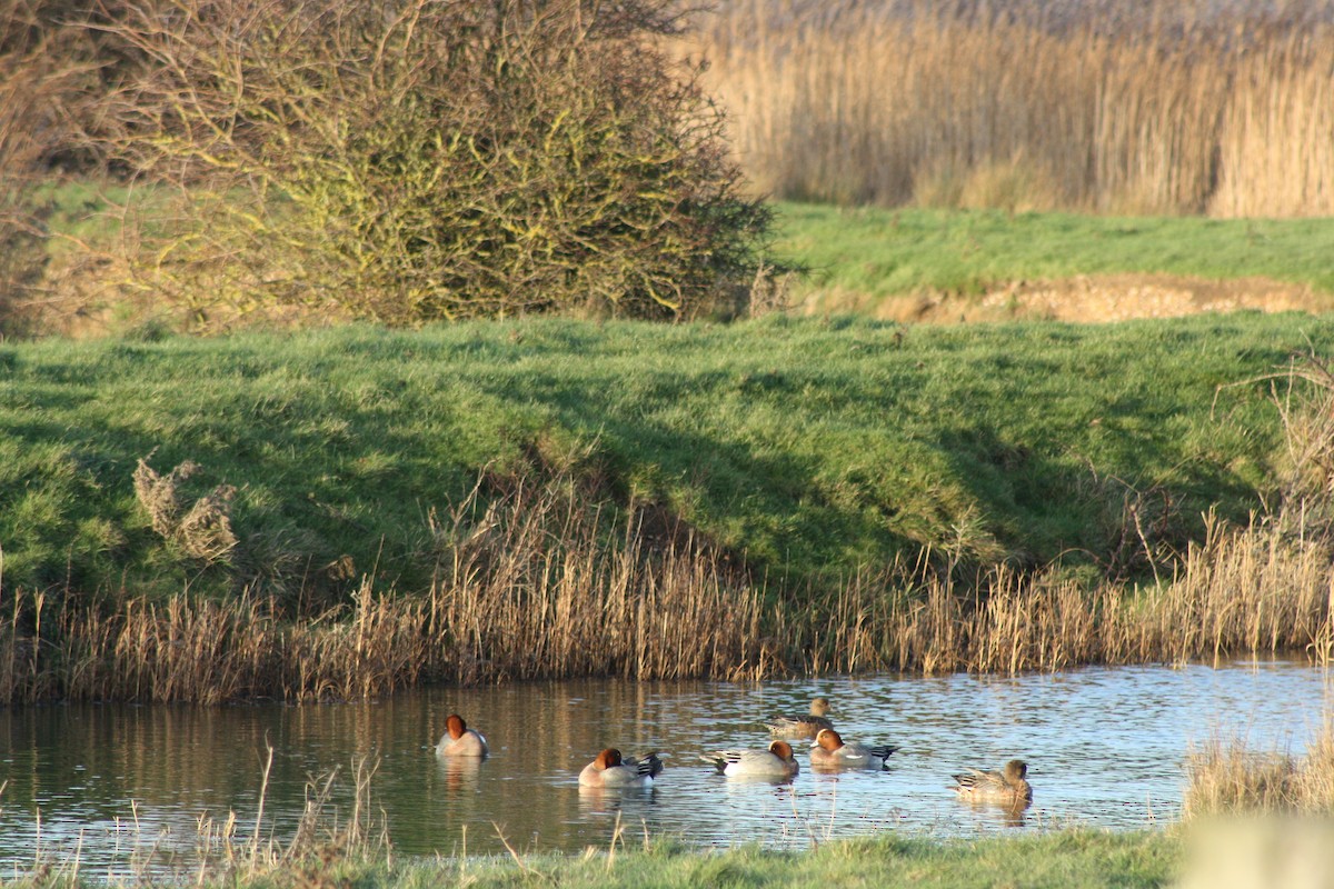 Eurasian Wigeon - ML647181540
