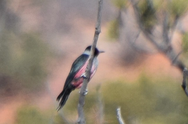 Гіла рожевочерева - ML647181555