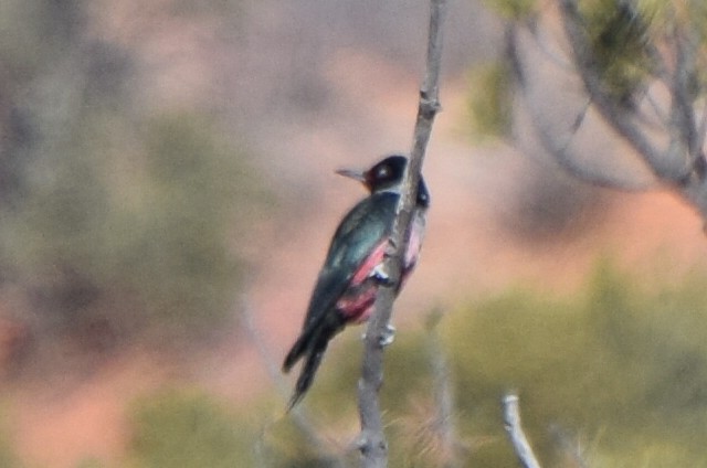 Гіла рожевочерева - ML647181556