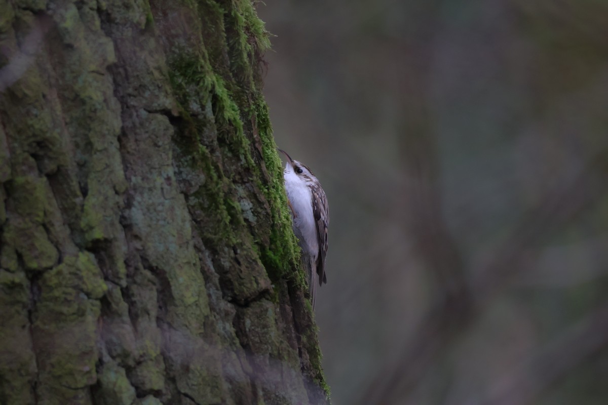 タンシキバシリ - ML647181561