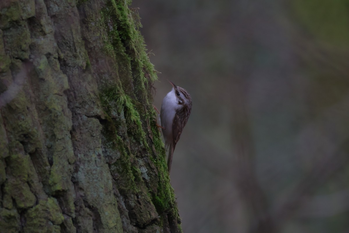 タンシキバシリ - ML647181562