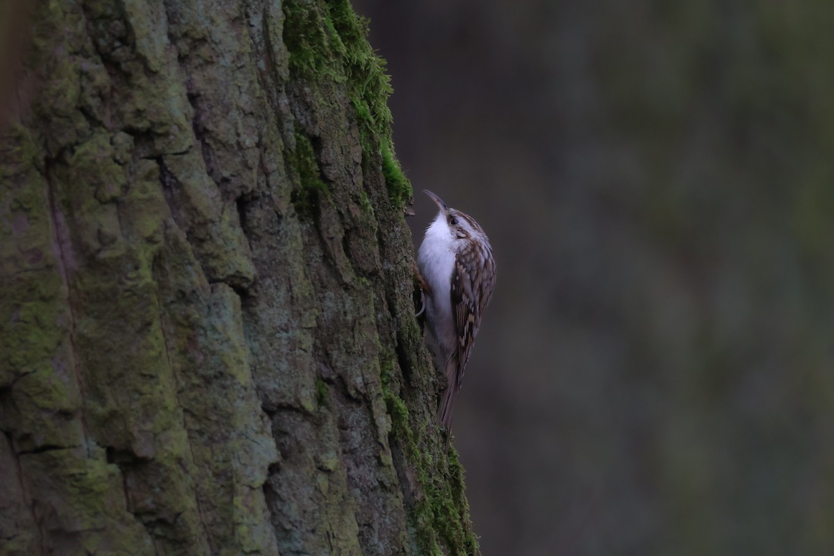 タンシキバシリ - ML647181563