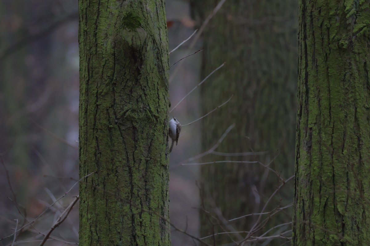 タンシキバシリ - ML647181564