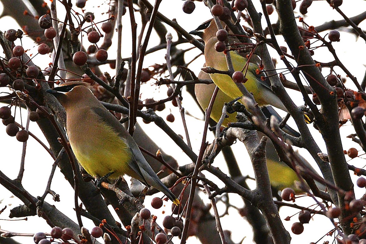 Cedar Waxwing - ML647181565