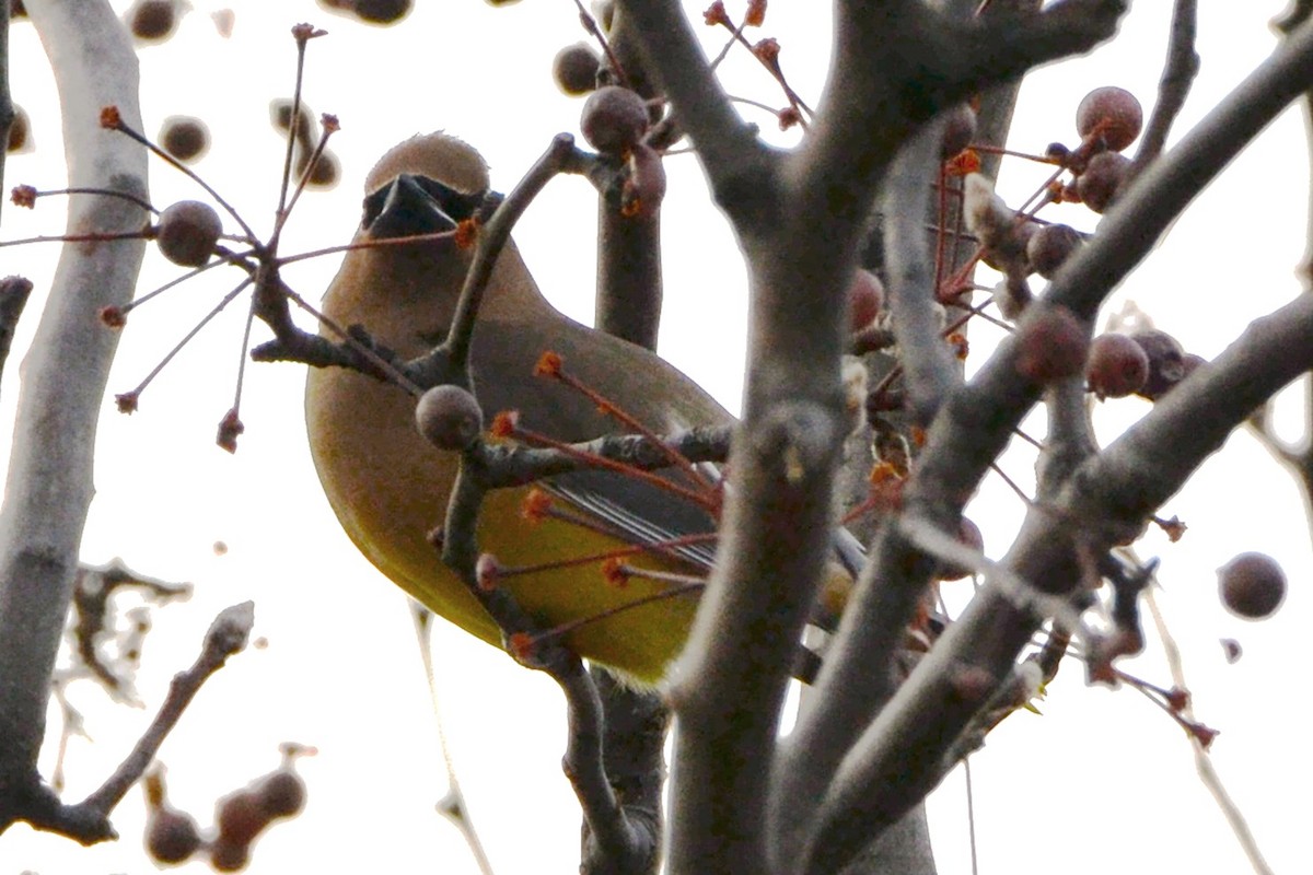 Cedar Waxwing - ML647181566