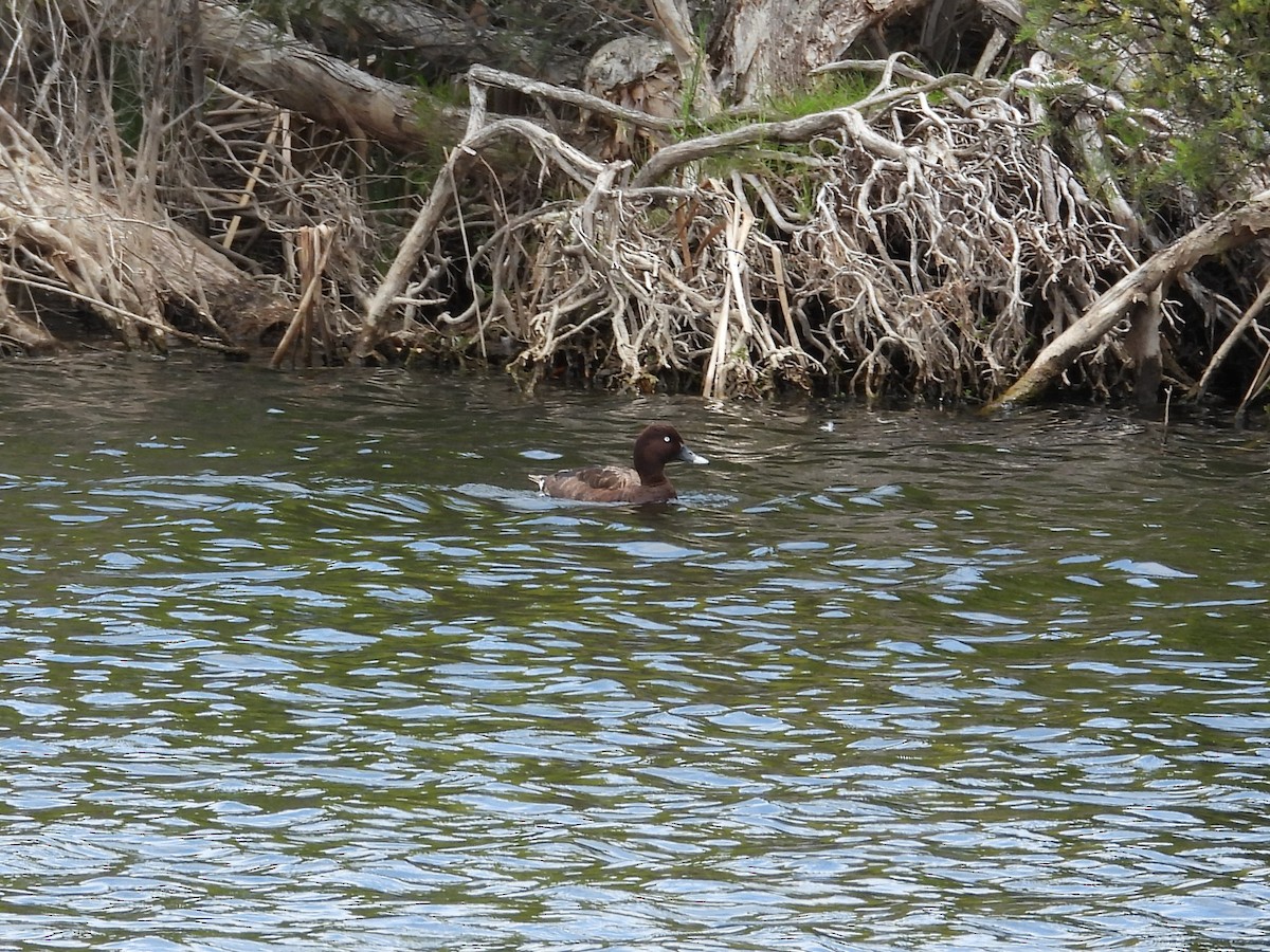 Hardhead - ML647181567