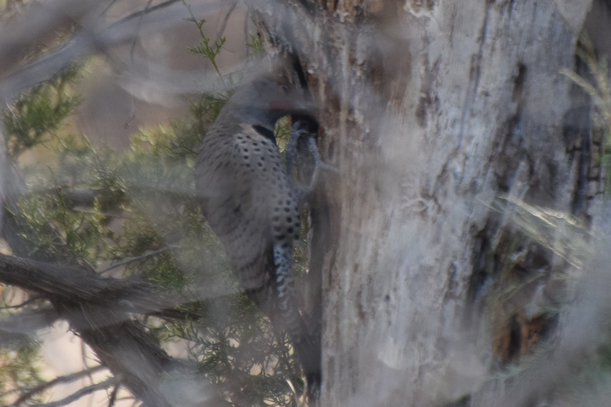 Northern Flicker - ML647181568