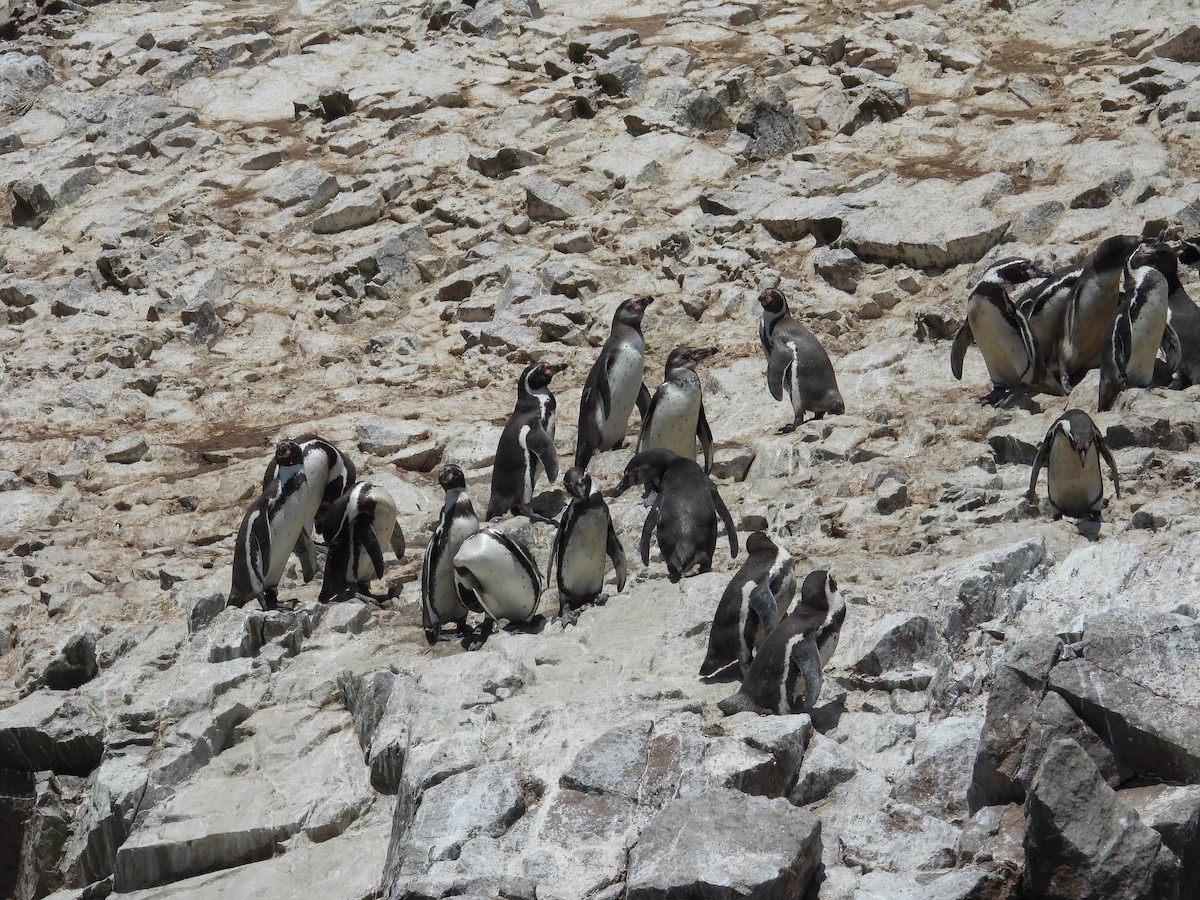 Humboldt Penguin - ML647181576