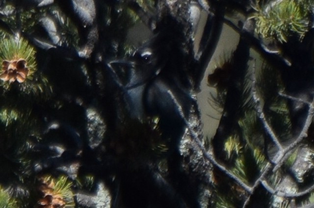 Steller Kargası - ML647181577