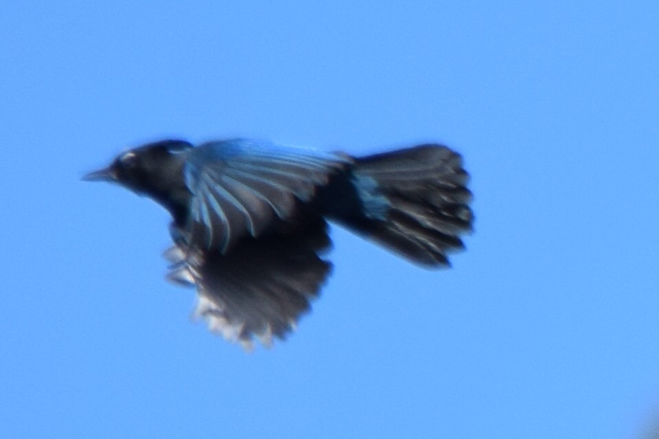 Steller Kargası - ML647181578