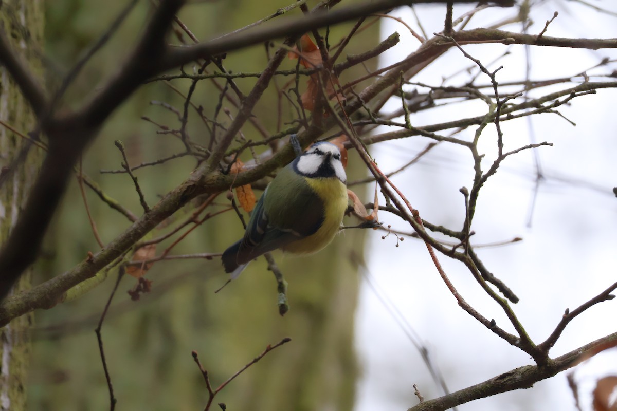 sýkora modřinka - ML647181581