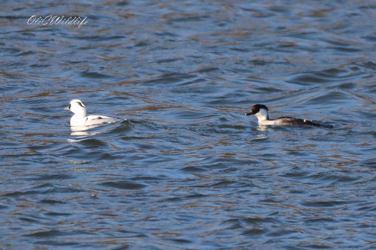 מרגון גמדי - ML647181586