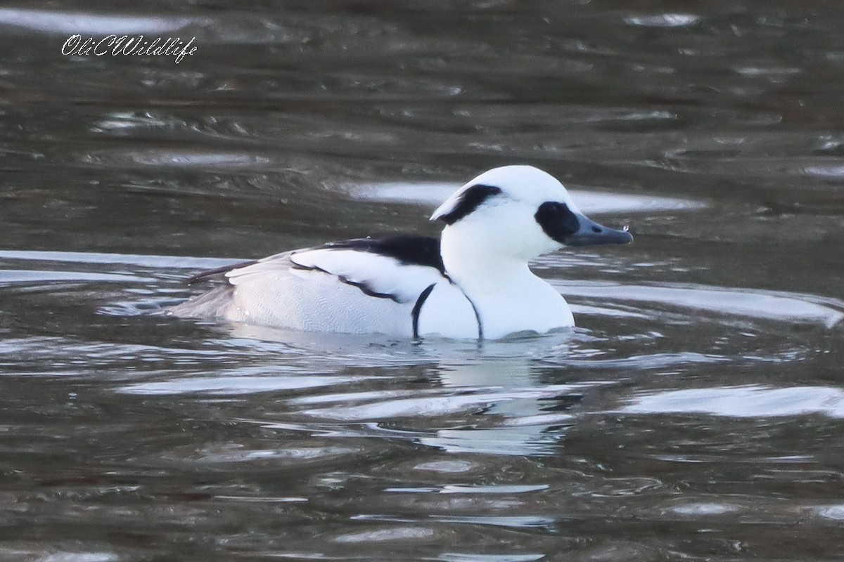 מרגון גמדי - ML647181587