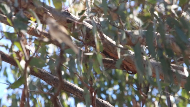 Jacky-winter - ML647181590