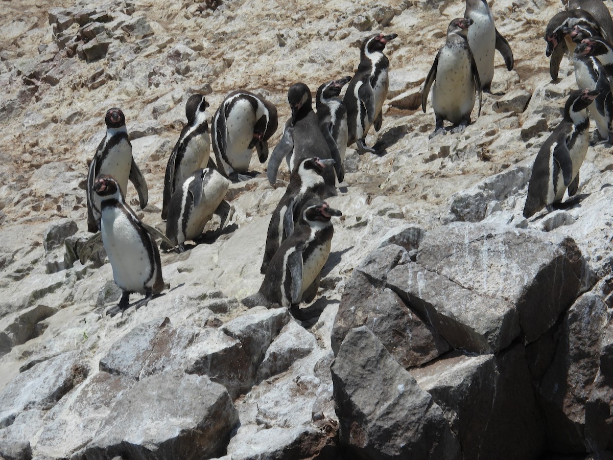 Humboldt Penguin - ML647181603