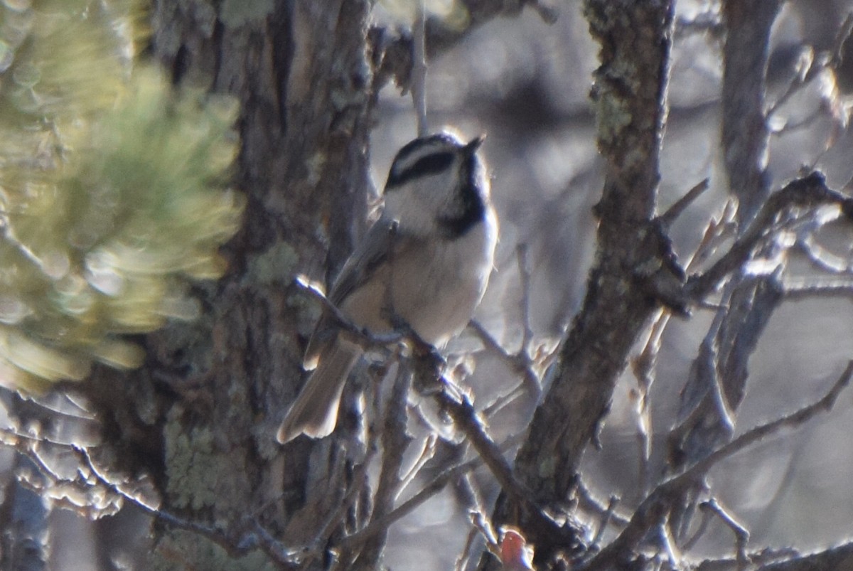Mountain Chickadee - ML647181605