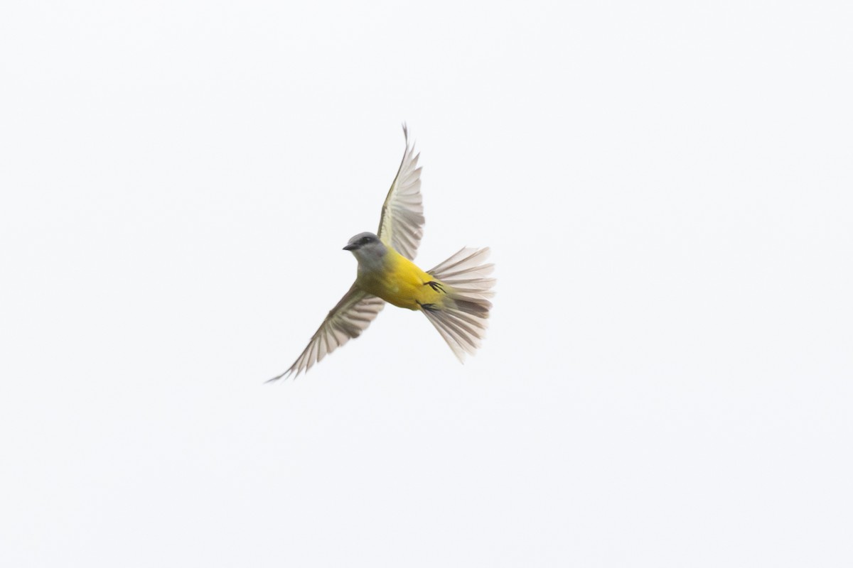 Couch's Kingbird - ML647181609