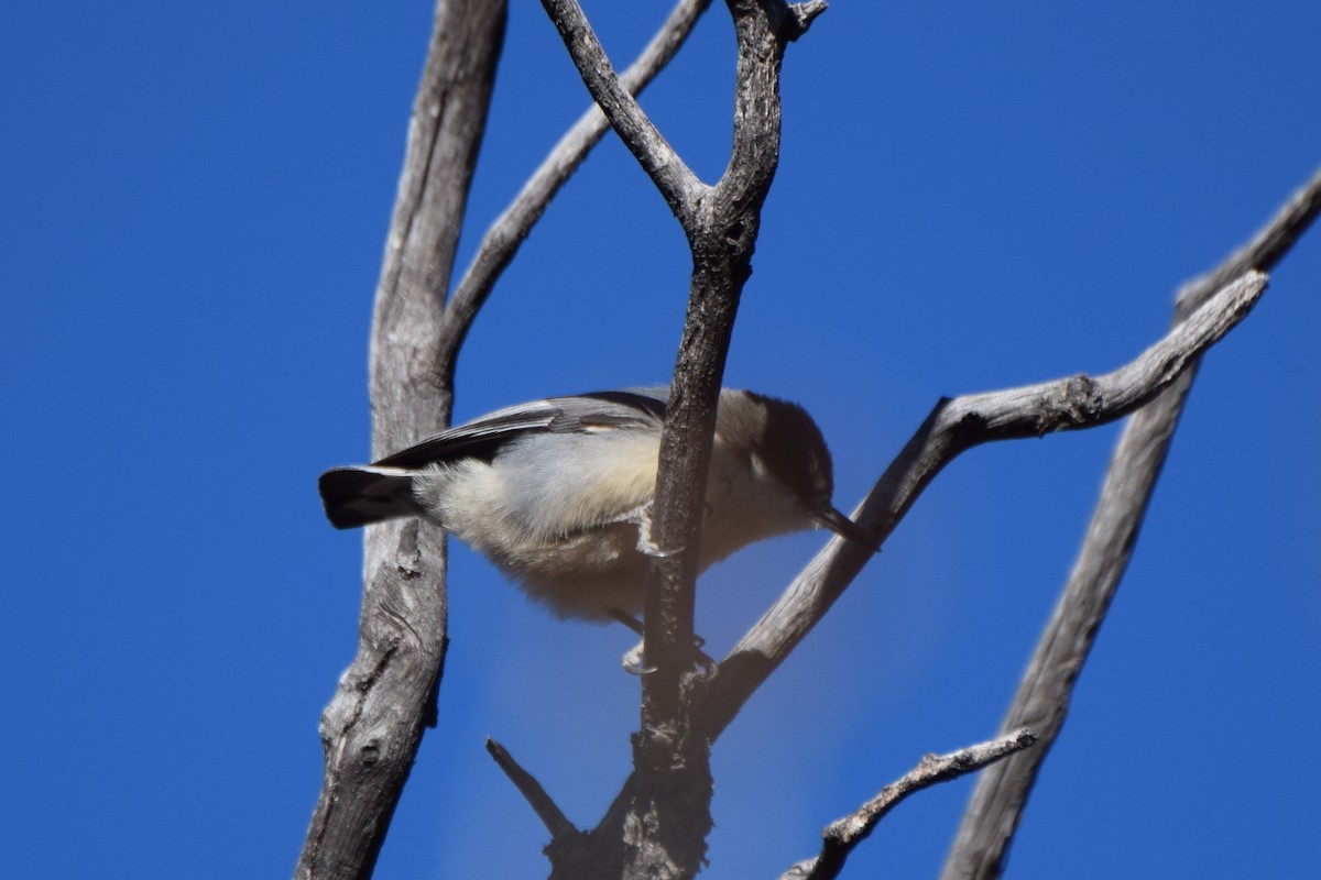 Pygmy Nuthatch - ML647181610