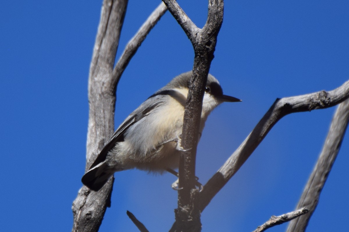 Pygmy Nuthatch - ML647181611