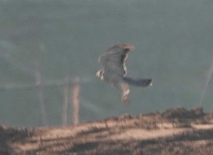 鷹科(中、小型) - ML647181612