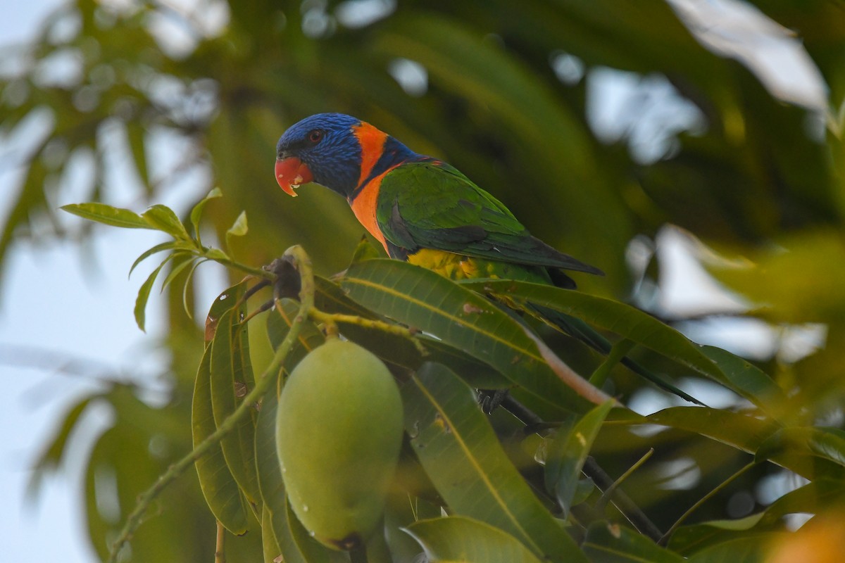 Red-collared Lorikeet - ML647181613
