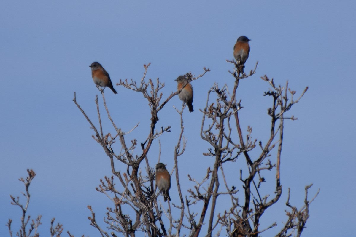Western Bluebird - ML647181614