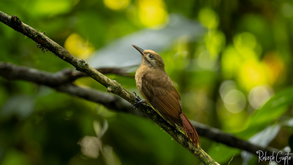 Plain-brown Woodcreeper - ML647181615
