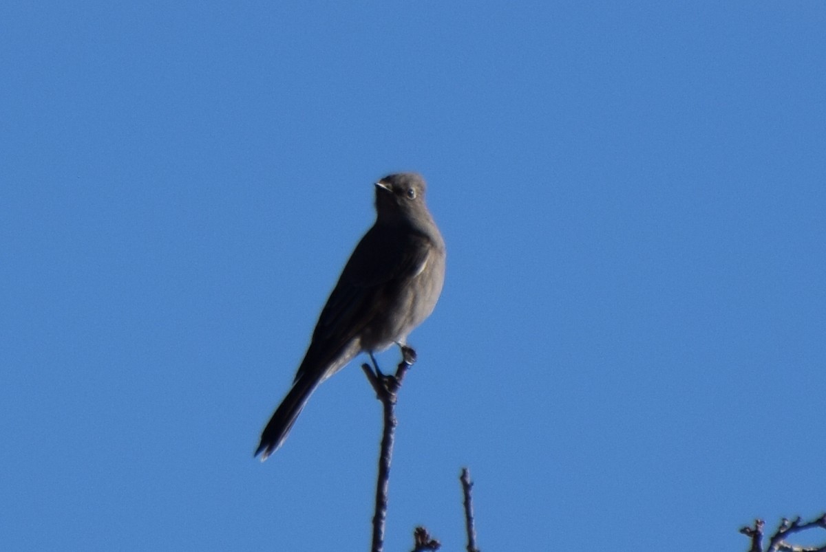 Townsend's Solitaire - ML647181619