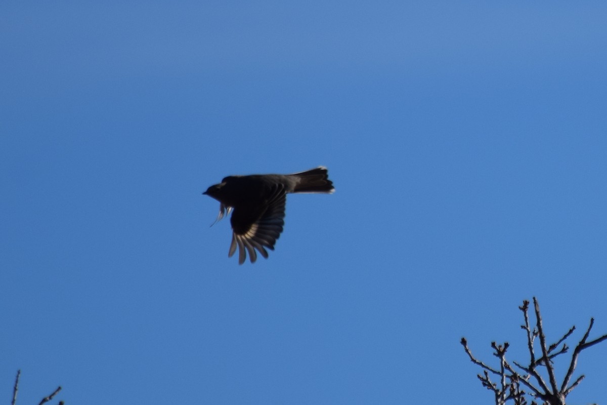 Townsend's Solitaire - ML647181620