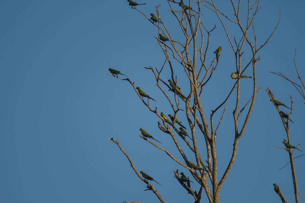 Hooded Parrot - ML647181621