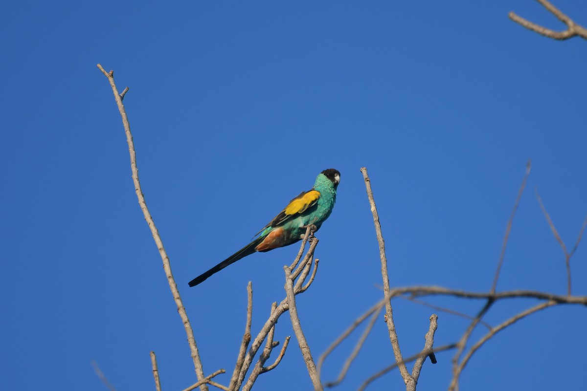 Hooded Parrot - ML647181623
