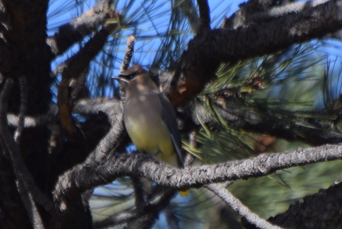 Cedar Waxwing - ML647181625