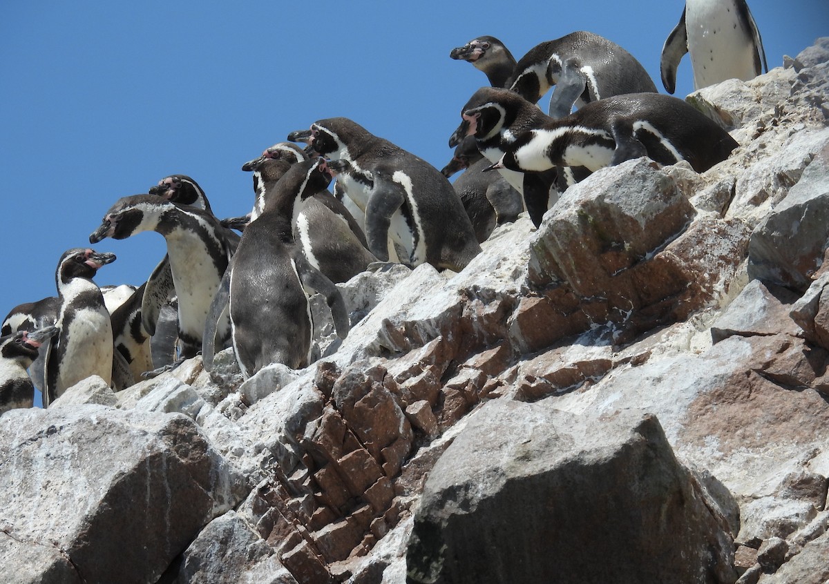 Humboldt Penguin - ML647181629