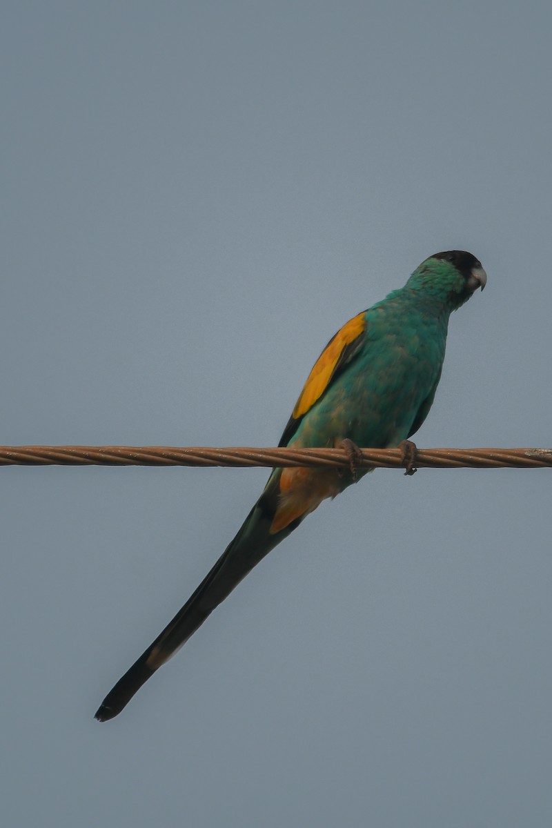 Hooded Parrot - ML647181633