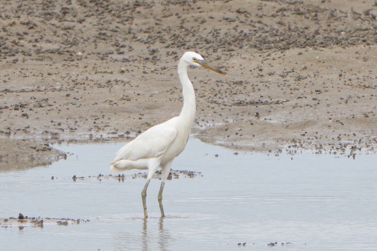 Chinese Egret - ML647181634
