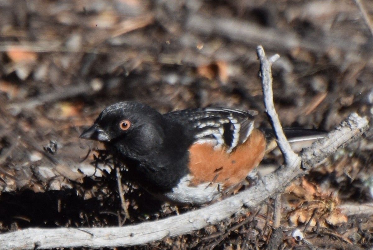 Spotted Towhee - ML647181641