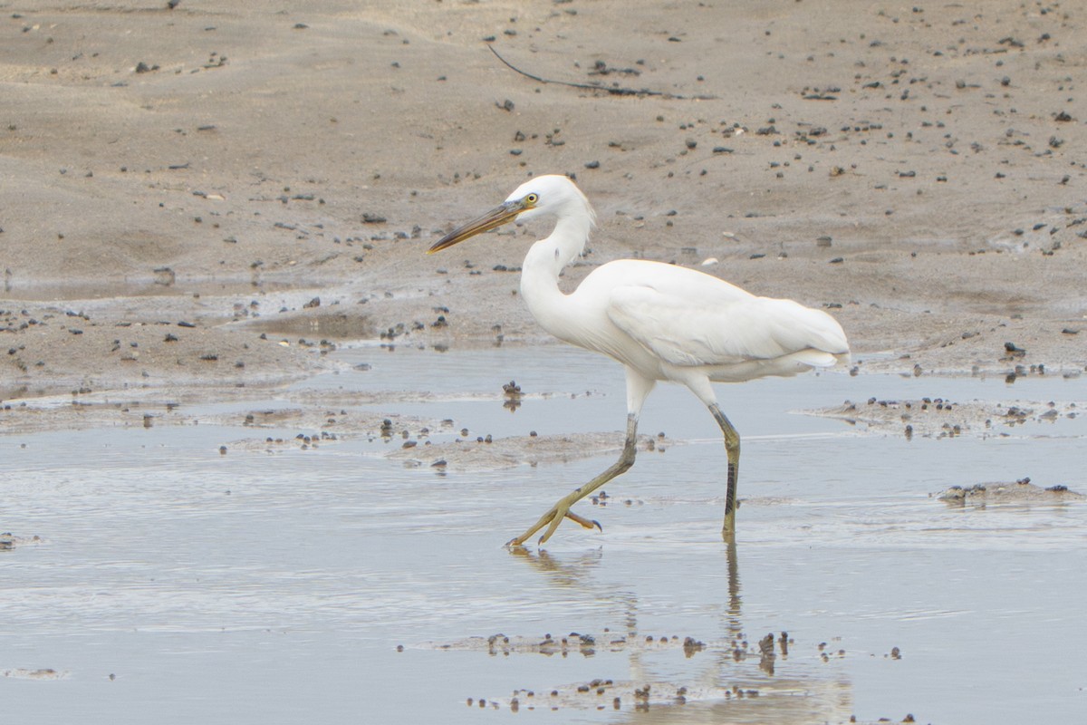 Chinese Egret - ML647181645