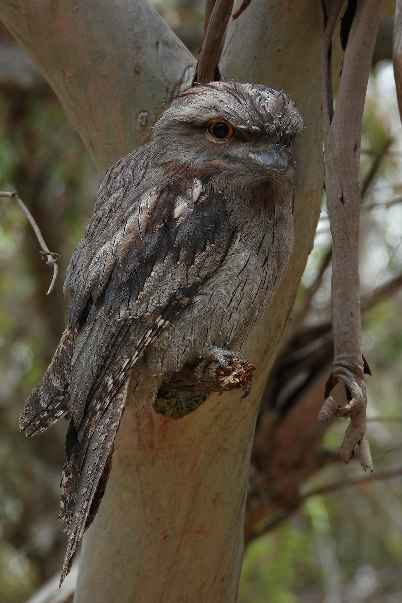 Tawny Frogmouth - ML647181654