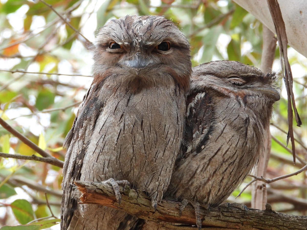Tawny Frogmouth - ML647181657