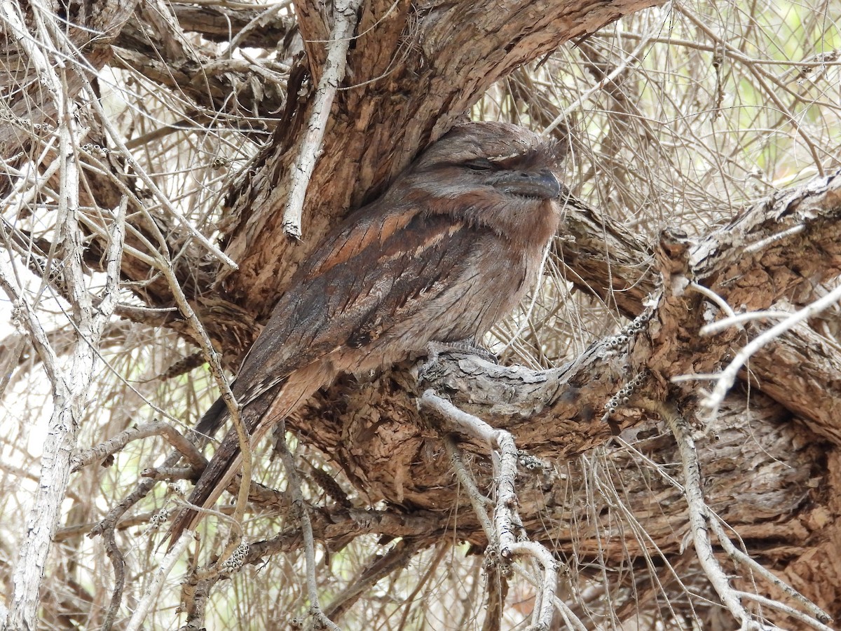 Tawny Frogmouth - ML647181658