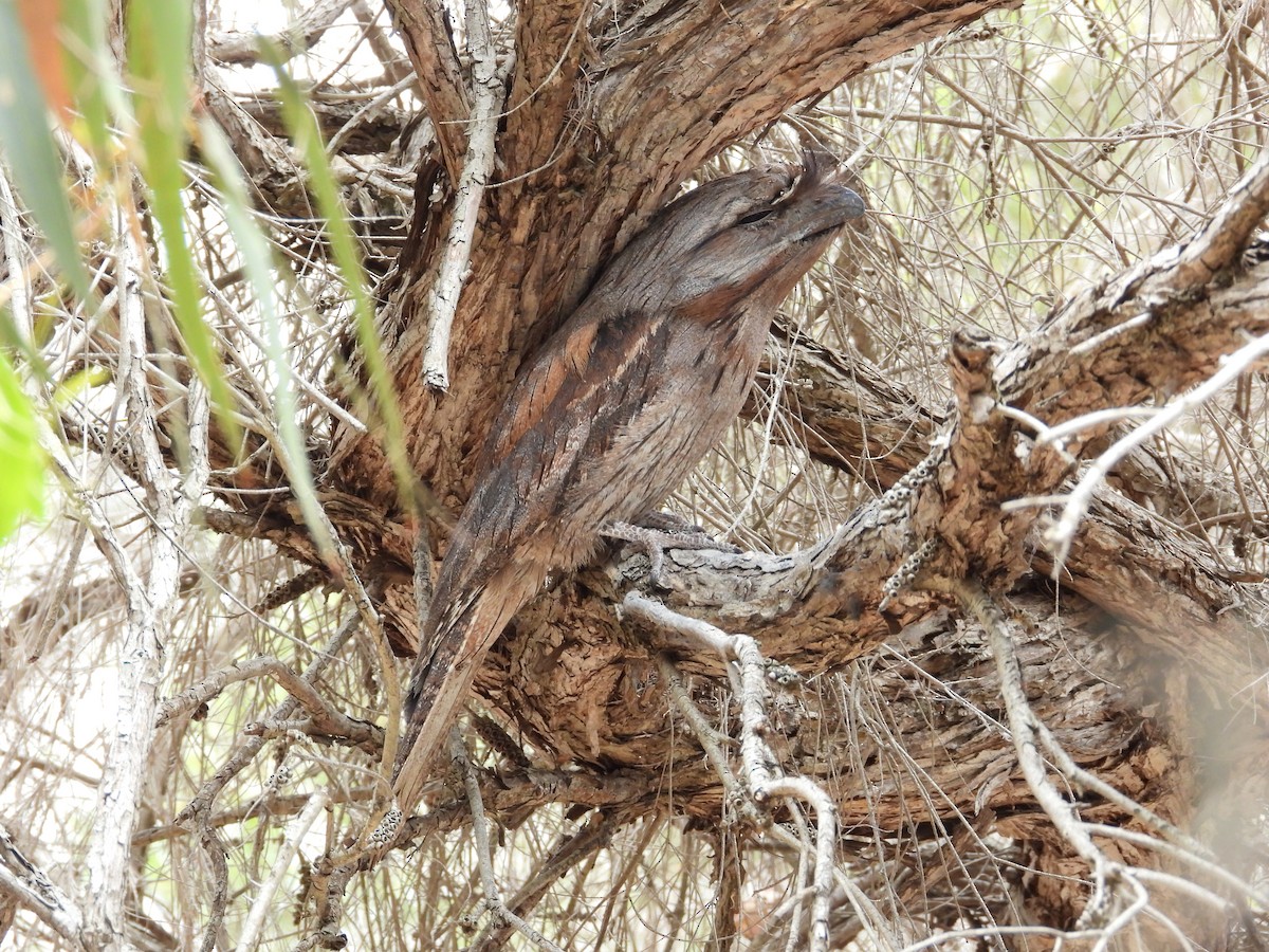 Tawny Frogmouth - ML647181659