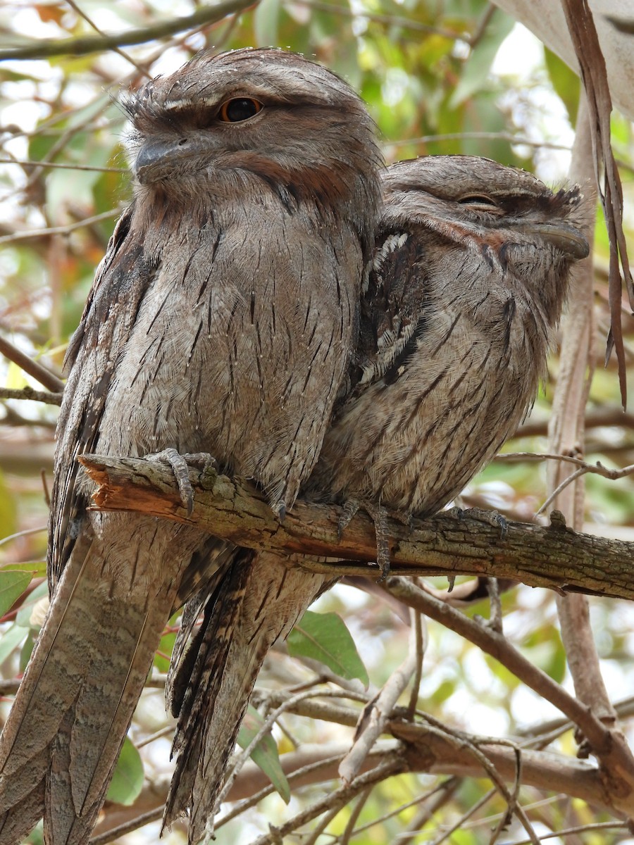 Tawny Frogmouth - ML647181660