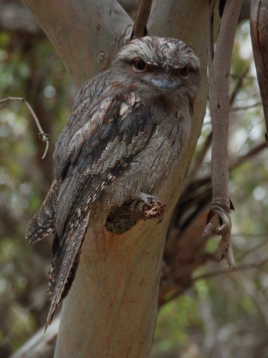 Tawny Frogmouth - ML647181661