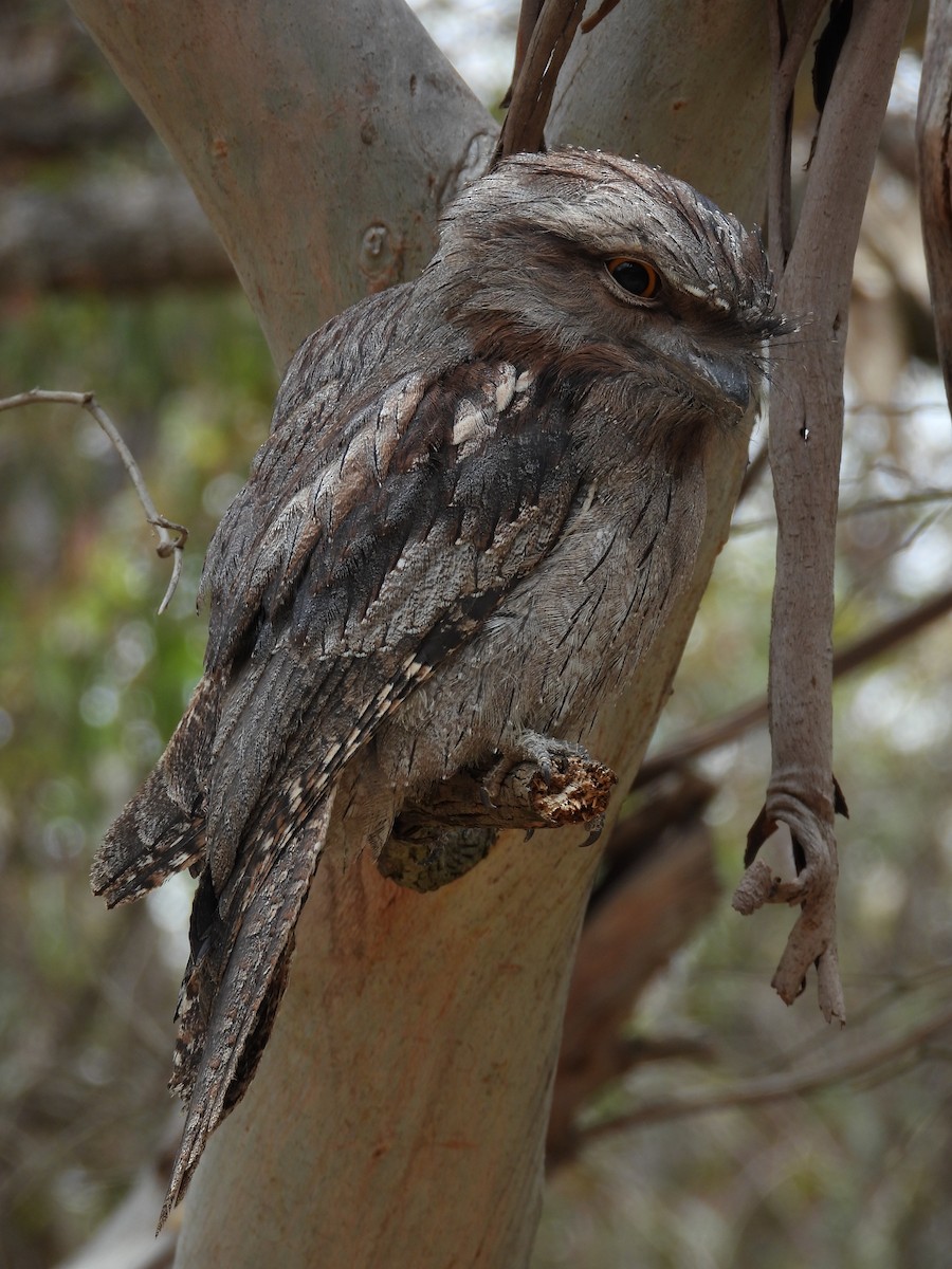 Tawny Frogmouth - ML647181662