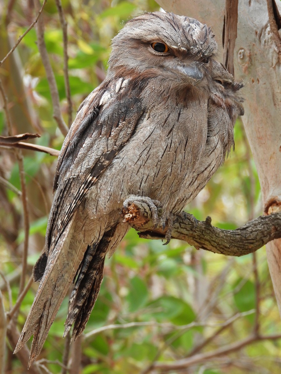 Tawny Frogmouth - ML647181663